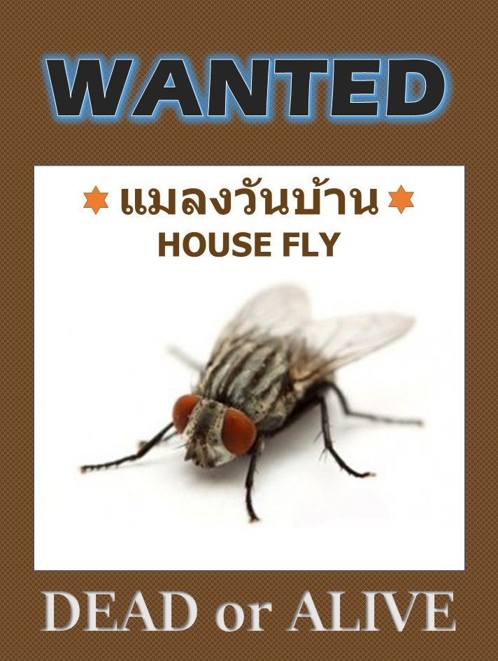 แมลงวันบ้าน House Fly แมลงวัน