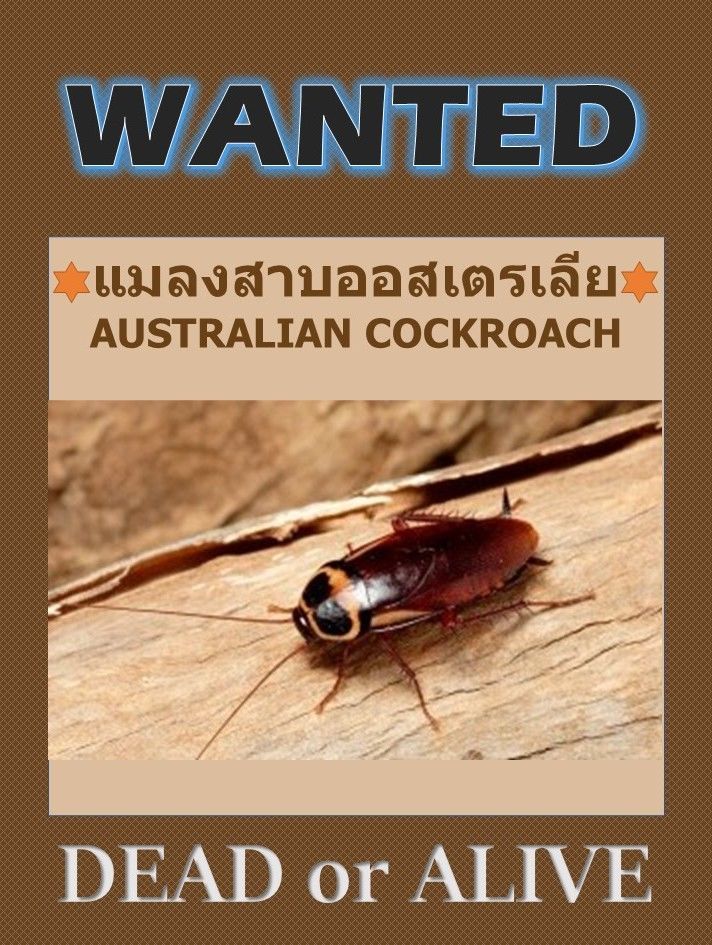 แมลงสาบออสเตรเลีย AUSTRALIAN COCKROACH แมลงสาบ