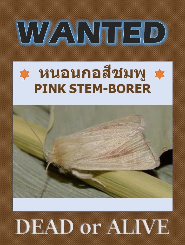 หนอนกอสีชมพู PINK STEM-BORER